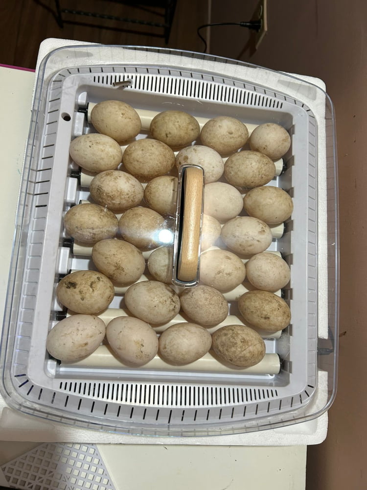 ENCUBADORA DE 35 HUEVOS